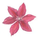 Крыжовник бесшипный тёмно-красный Сириус