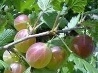 Саженцы крыжовника Красень